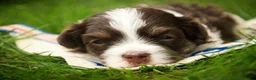 Havanese dogs for sale: Sherlock Havanese  - Ad 3
