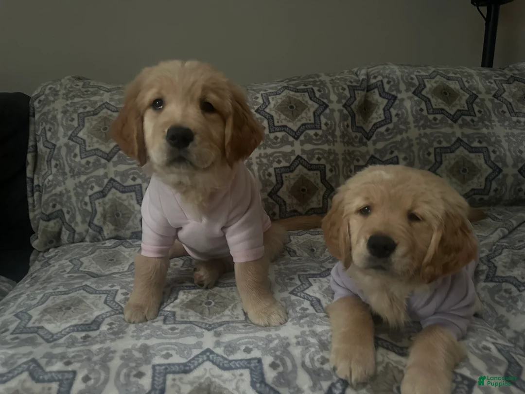 Golden Retriever dogs for sale: Golden Retriever Puppy “Cleo”  - Ad 1