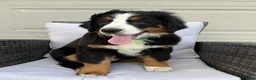 Bernese Mountain Dog dogs for sale: Pearl - Ad 4