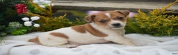 Jack Russell Terrier dogs for sale: Pinto - Ad 1