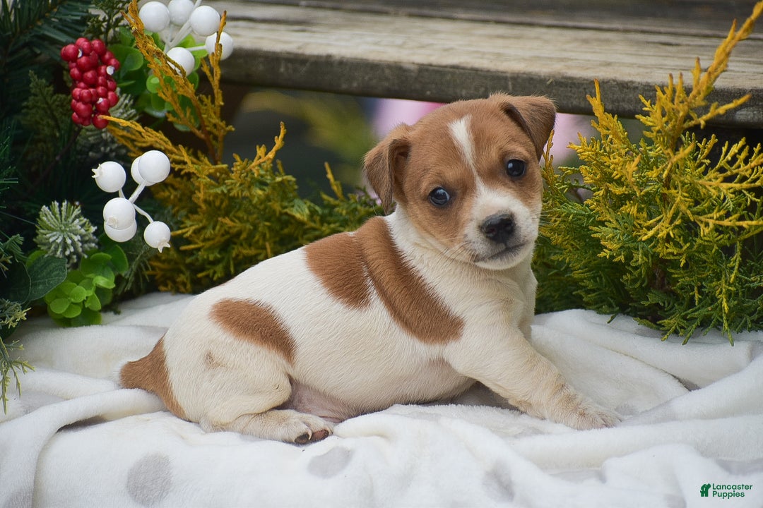 Jack Russell Terrier dogs for sale: Pinto - Ad 1