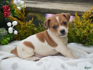 Jack Russell Terrier dogs Pinto - Ad 2