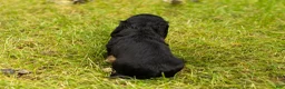 Miniature Dachshund dogs for sale: Hunter  - Ad 4