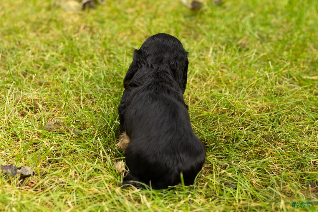 Miniature Dachshund dogs for sale: Hunter  - Ad 4
