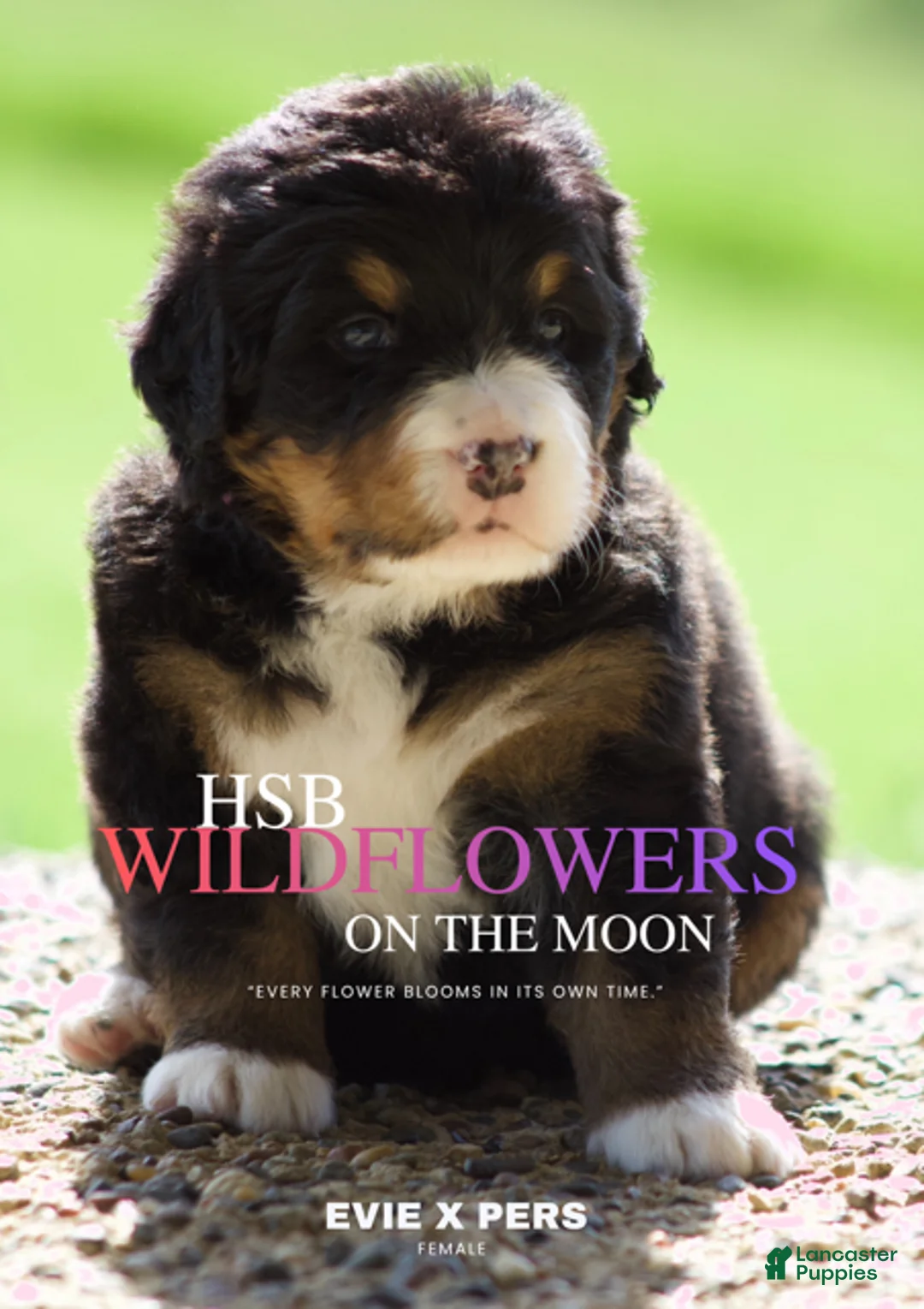Bernese Mountain Dog dogs for sale: Bernese Mountain Dog Female 1 - Ad 1