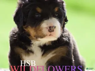 Bernese Mountain Dog dogs Bernese Mountain Dog Female 1 - Ad 20