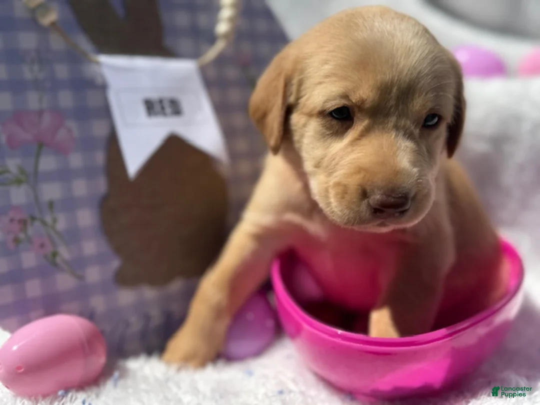 Labrador Retriever dogs for sale: Red Collar Female - Ad 1