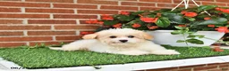 Maltipoo dogs for sale: Suni - Ad 3