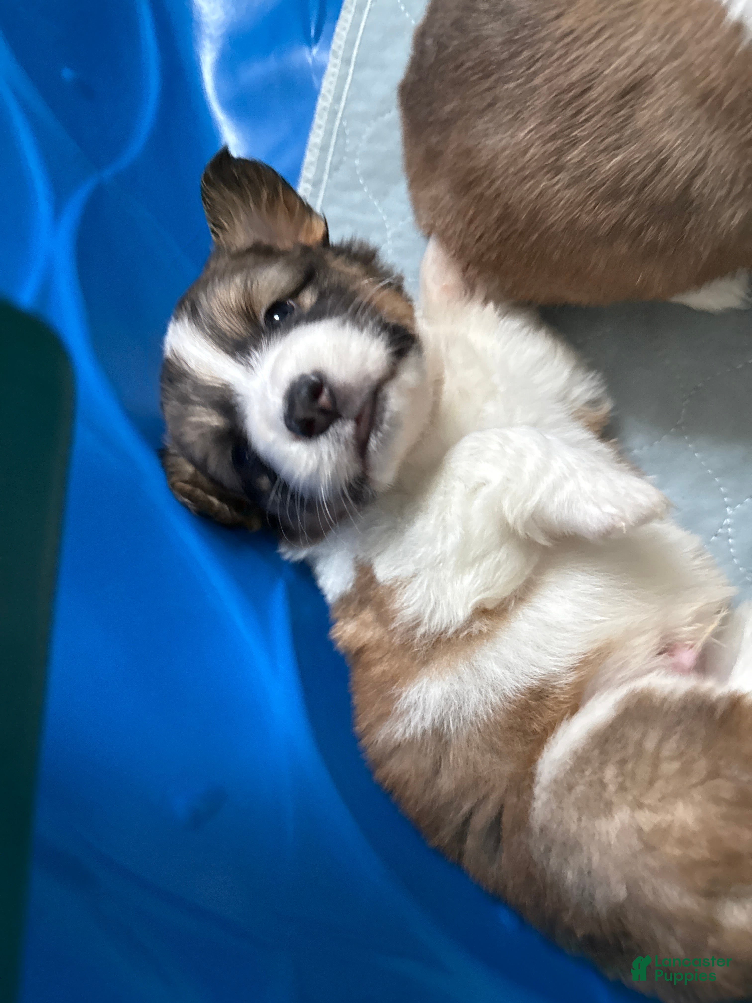 Welsh Corgi Pembroke dogs Welsh Corgi Pembroke Puppy 4 - Ad 1