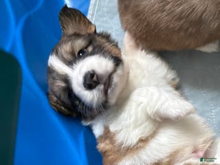 Welsh Corgi Pembroke dogs Welsh Corgi Pembroke Puppy 4 - Ad 28