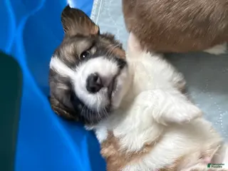 Welsh Corgi Pembroke dogs Welsh Corgi Pembroke Puppy 4 - Ad 6