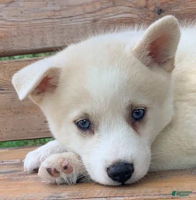 Alaskan Husky dogs Samson - Ad 2