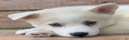 Alaskan Husky dogs for sale: Samson - Ad 2