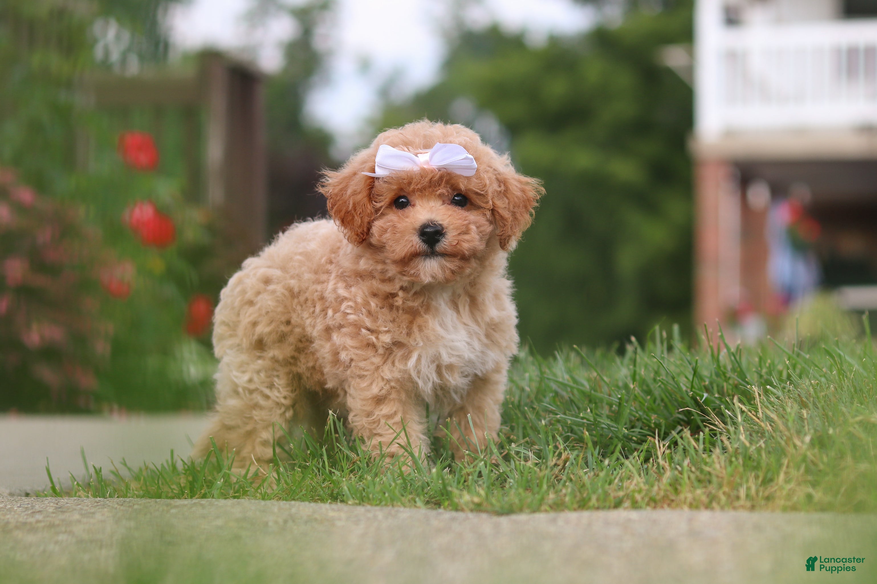Bichpoo dogs Mia - Ad 1