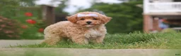 Bichpoo dogs for sale: Mia - Ad 1