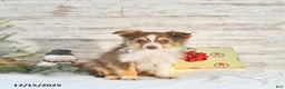 Miniature Australian Shepherd dogs for sale: Holly - Ad 2