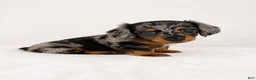 Miniature Dachshund dogs for sale: Gia - Ad 3