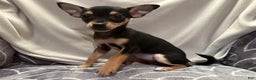 Chihuahua dogs for sale: Sadie - Ad 2