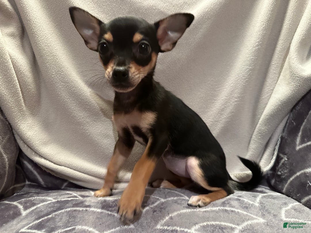 Chihuahua dogs for sale: Sadie - Ad 2