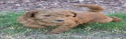 Mini Goldendoodle dogs for sale: Marsha ( 27 - 33 pounds full grown) - Ad 4