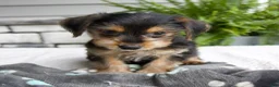 Morkie dogs for sale: Wesley - Ad 4