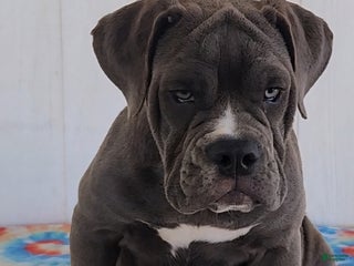 Olde English Bulldogge dogs Frankie - Ad 31
