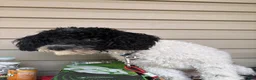 Miniature Poodle dogs for sale: Miniature Poodle 1 - Ad 6