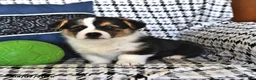 Welsh Corgi Pembroke dogs for sale: Rosie - Ad 1