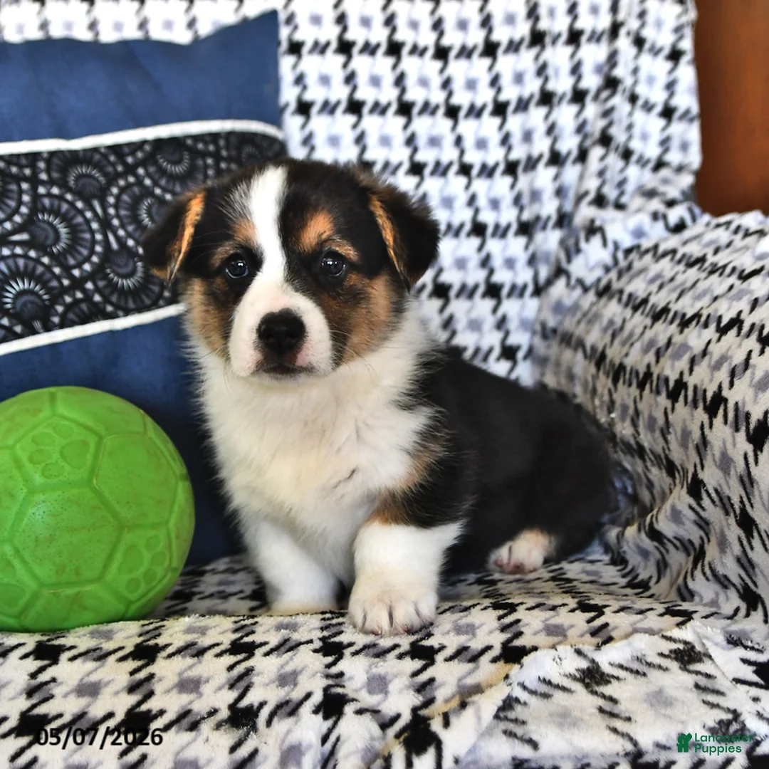 Welsh Corgi Pembroke dogs for sale: Rosie - Ad 1