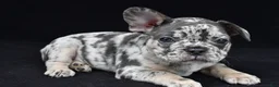 French Bulldog dogs for sale: duke - Ad 3