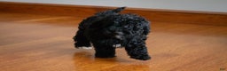 Miniature Poodle dogs for sale: Coal - Ad 9