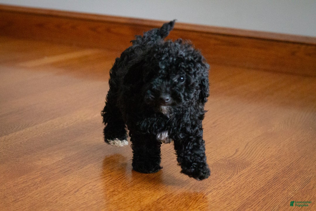 Miniature Poodle dogs for sale: Coal - Ad 9