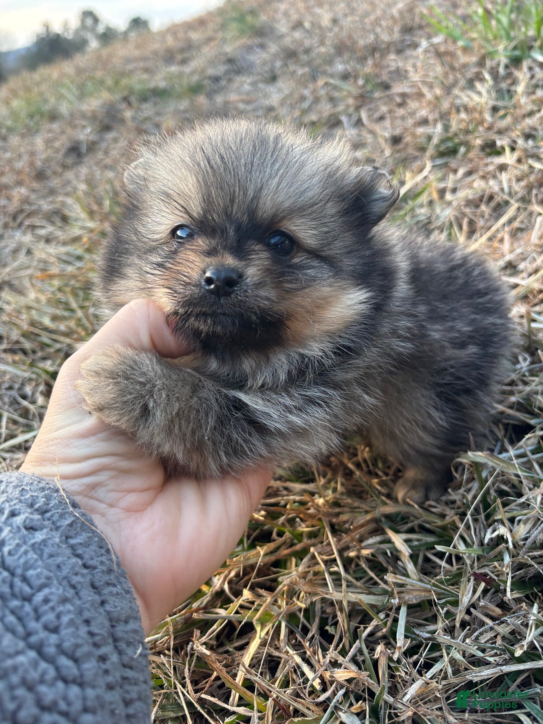 Pomeranian dogs for sale: Orange sable boy 2 - Ad 1