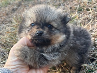 Pomeranian dogs Orange sable boy 2 - Ad 9