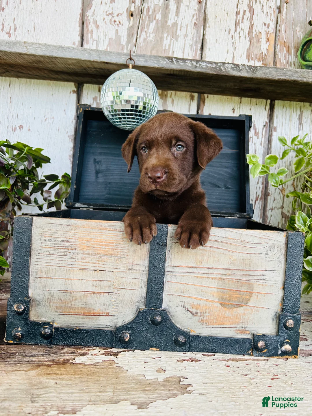 Labrador Retriever dogs for sale: Penny - Ad 2