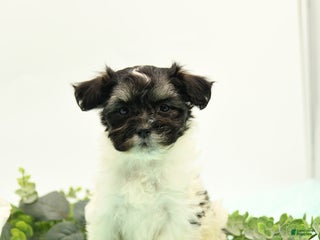 Mixed Breed dogs - Ad 25