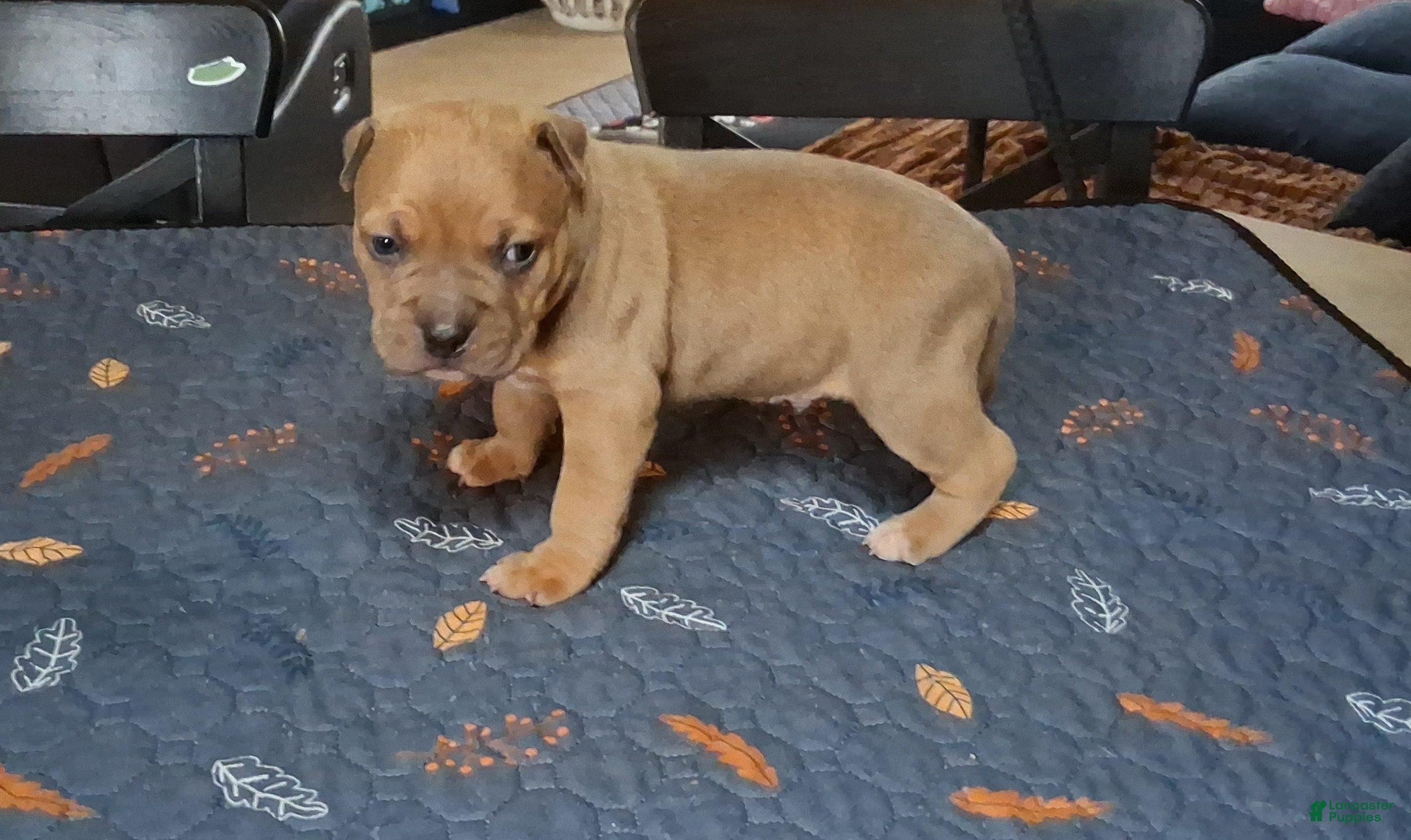 American Bully dogs American Bully Puppy 6 - Ad 1