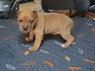 American Bully dogs for sale: American Bully Puppy 6 - Ad 4