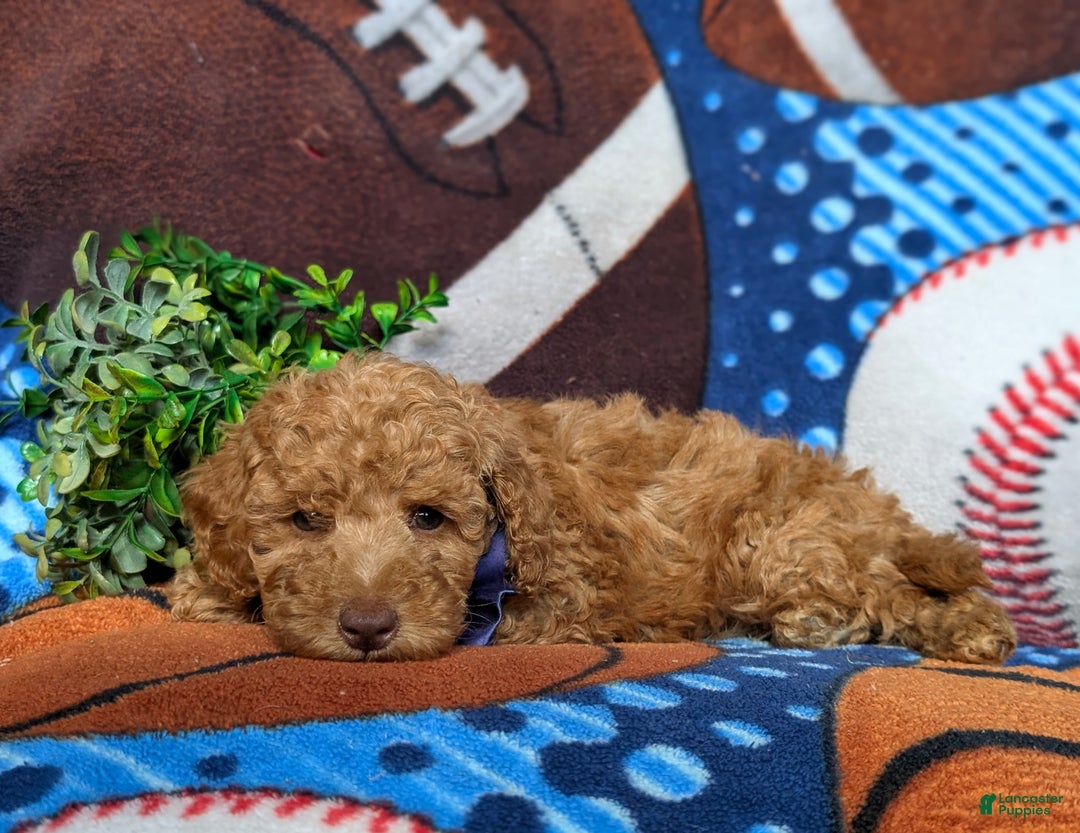 Miniature Poodle dogs for sale: Mable - Ad 19