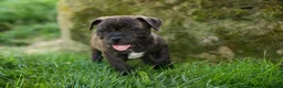 Staffordshire Bull Terrier dogs for sale: Melody 🎀 - Ad 11