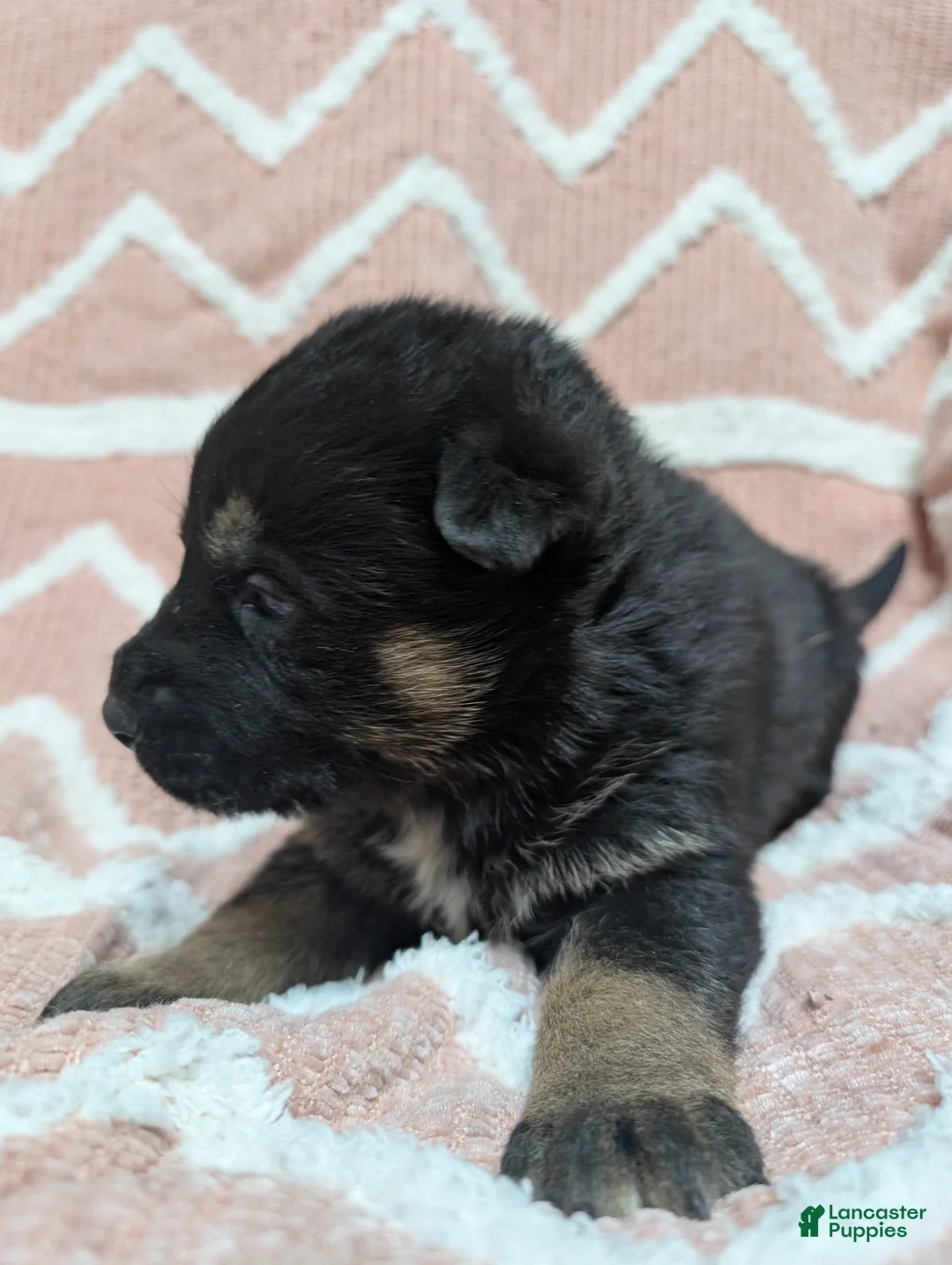 Gerberian Shepsky dogs for sale: Bessy - Ad 3