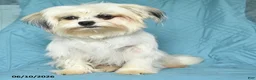 Mixed Breed dogs for sale: Bobby - Ad 4