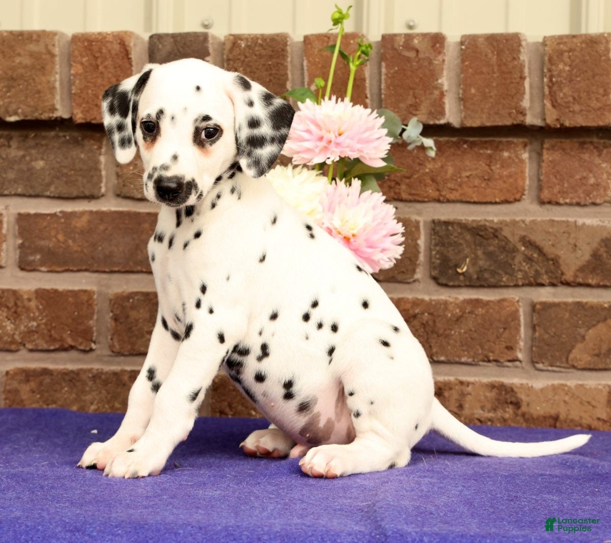 Dalmatian dogs Ike - Ad 2