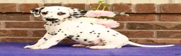 Dalmatian dogs for sale: Ike - Ad 2