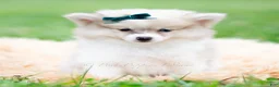 Pomeranian dogs for sale: Lucas - Ad 3