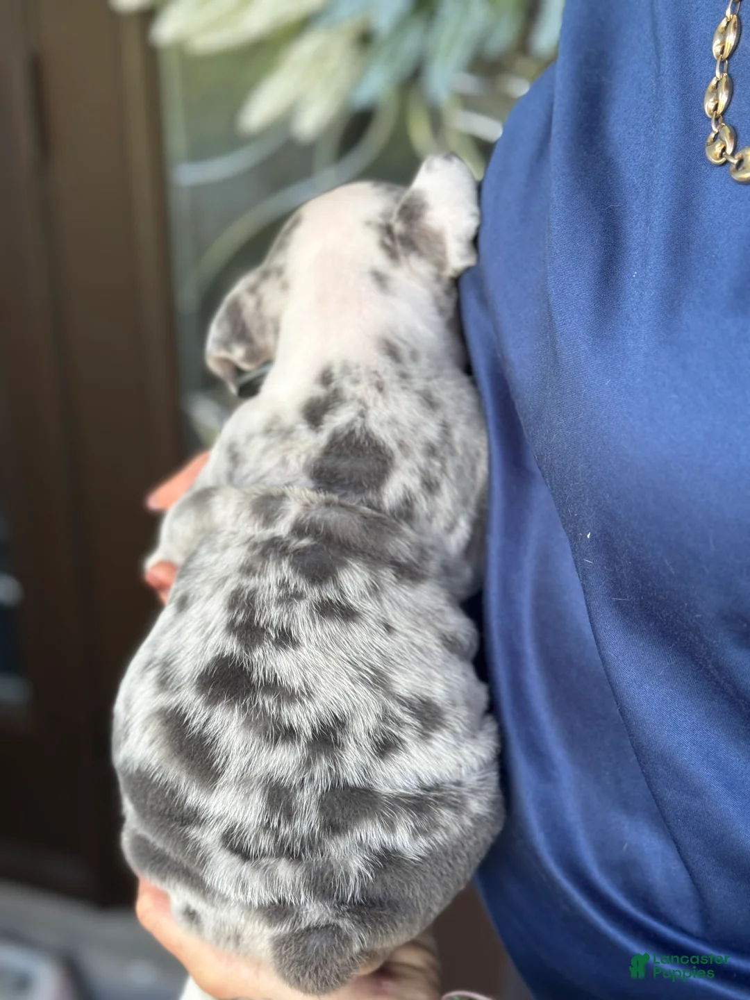 English Bulldog dogs for sale: English Bulldog 3 - Ad 2