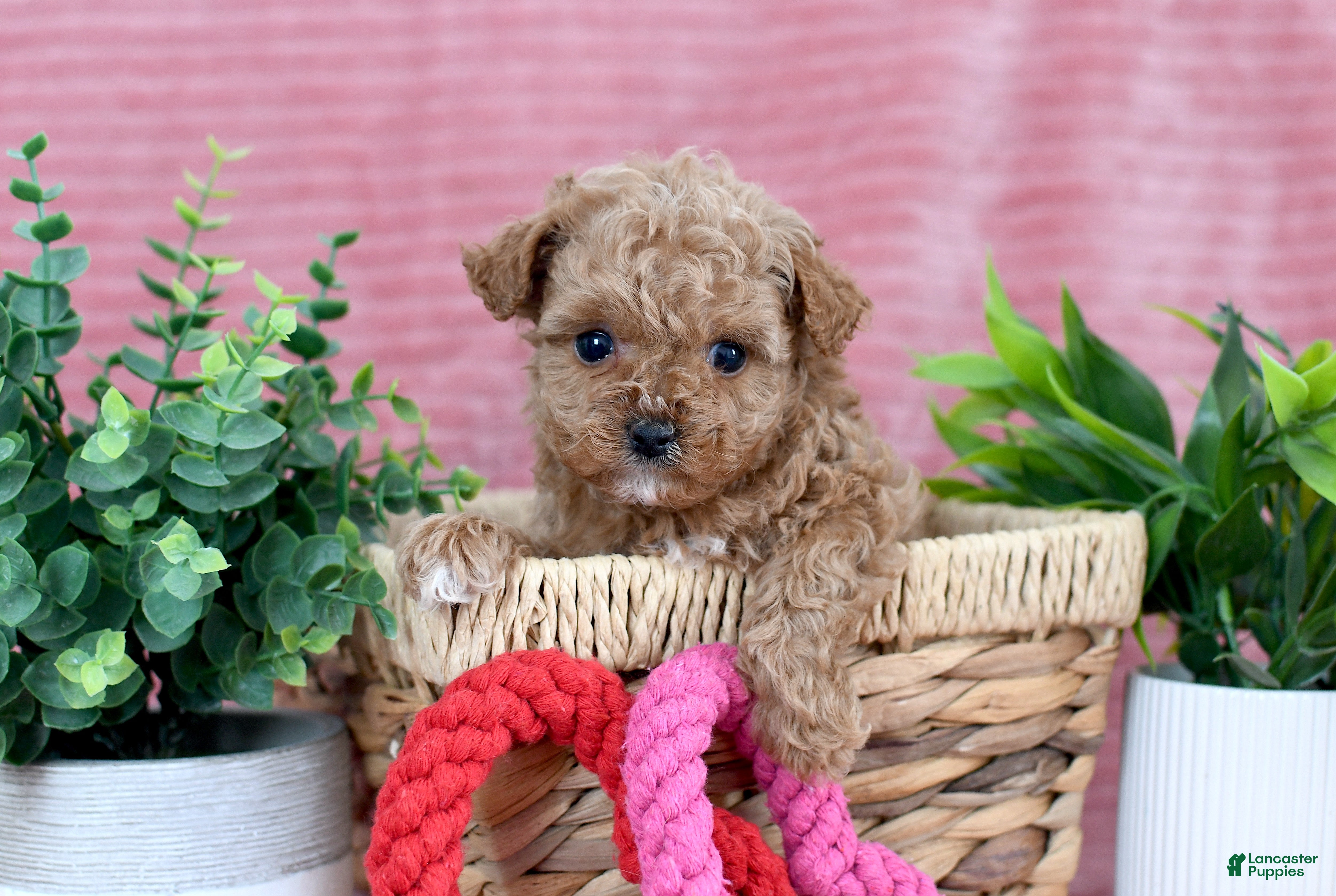 Toy Poodle dogs Caleb-GENETIC TESTED - Ad 14