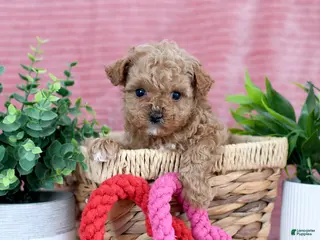 Toy Poodle dogs Caleb-GENETIC TESTED - Ad 14