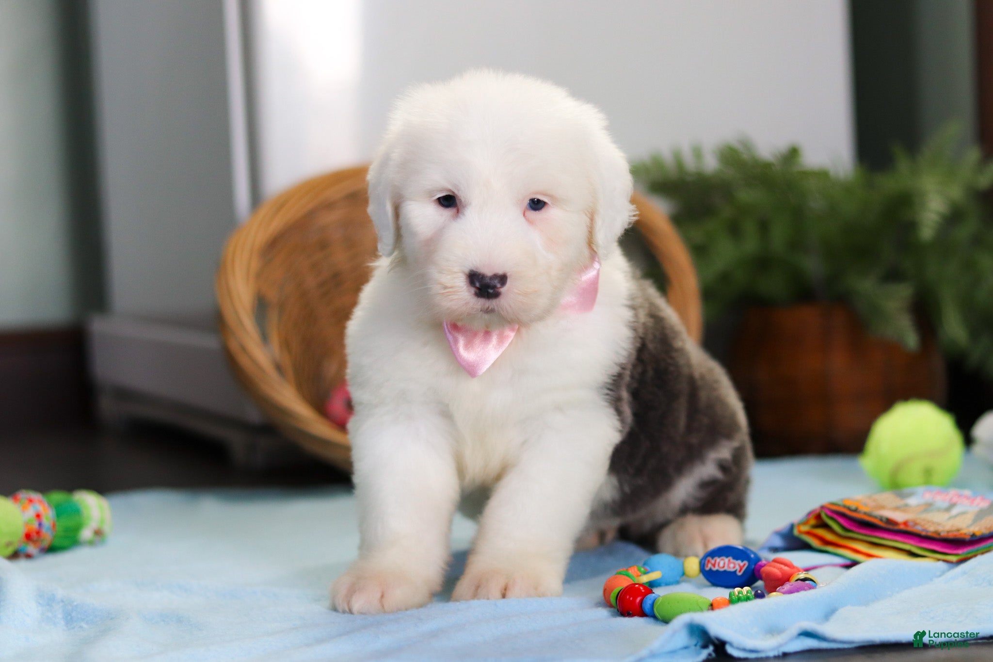 Old English Sheepdog dogs Poppy - Ad 31
