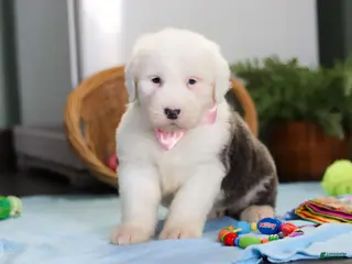 Old English Sheepdog dogs Poppy - Ad 6